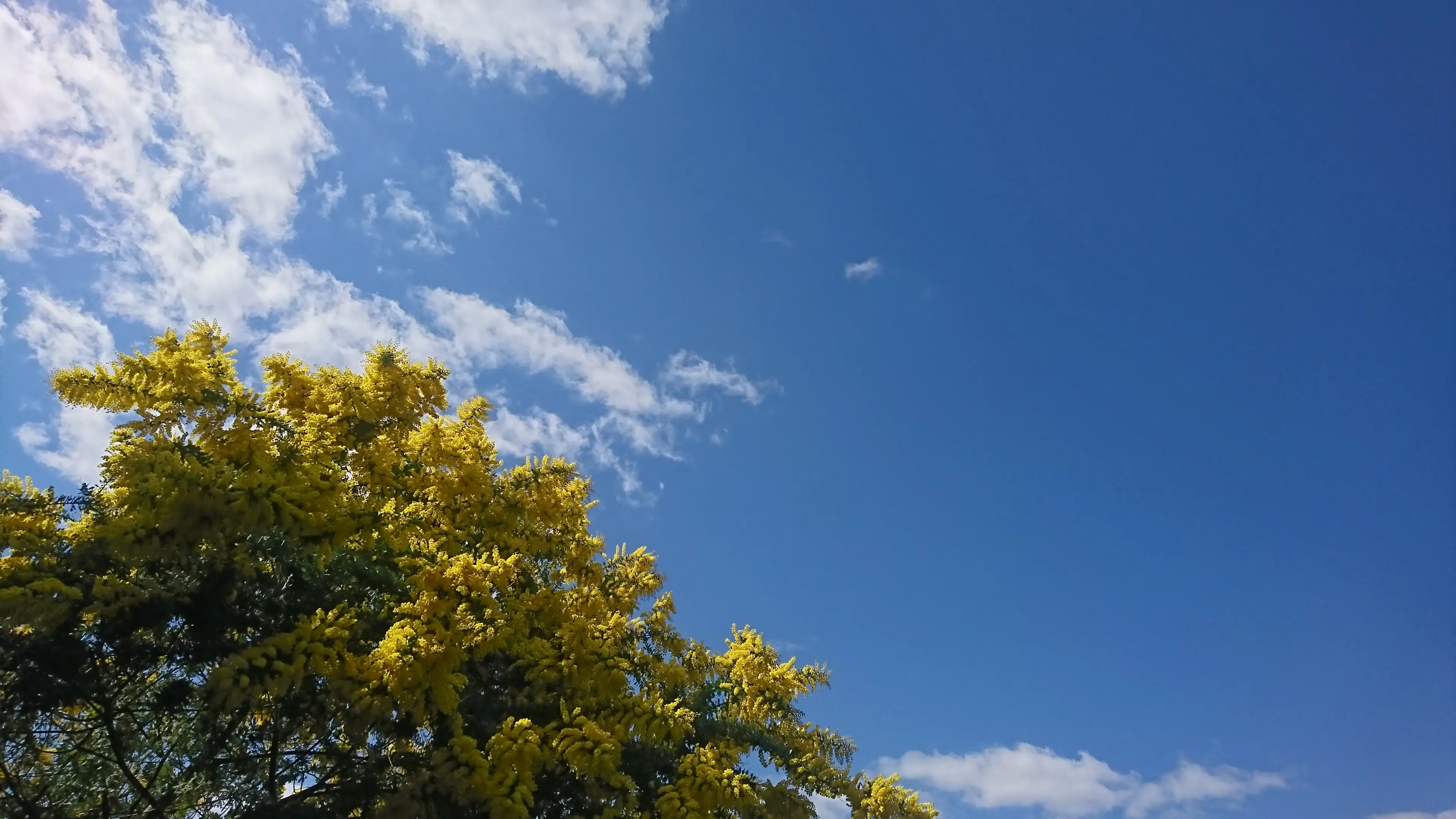 奈良市菖蒲池の青空に映える黄色いミモザ。