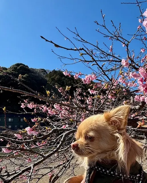 伊豆へ河津桜を見に行ってきました♪_1_2