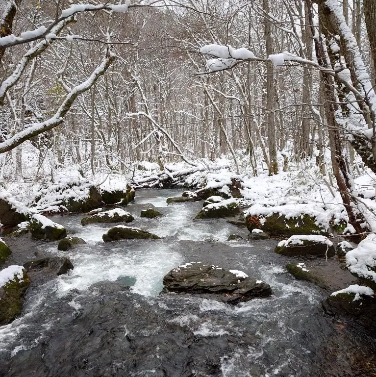 雪化粧の十和田、奥入瀬渓流へ | チームJマダム ねね子のブログ