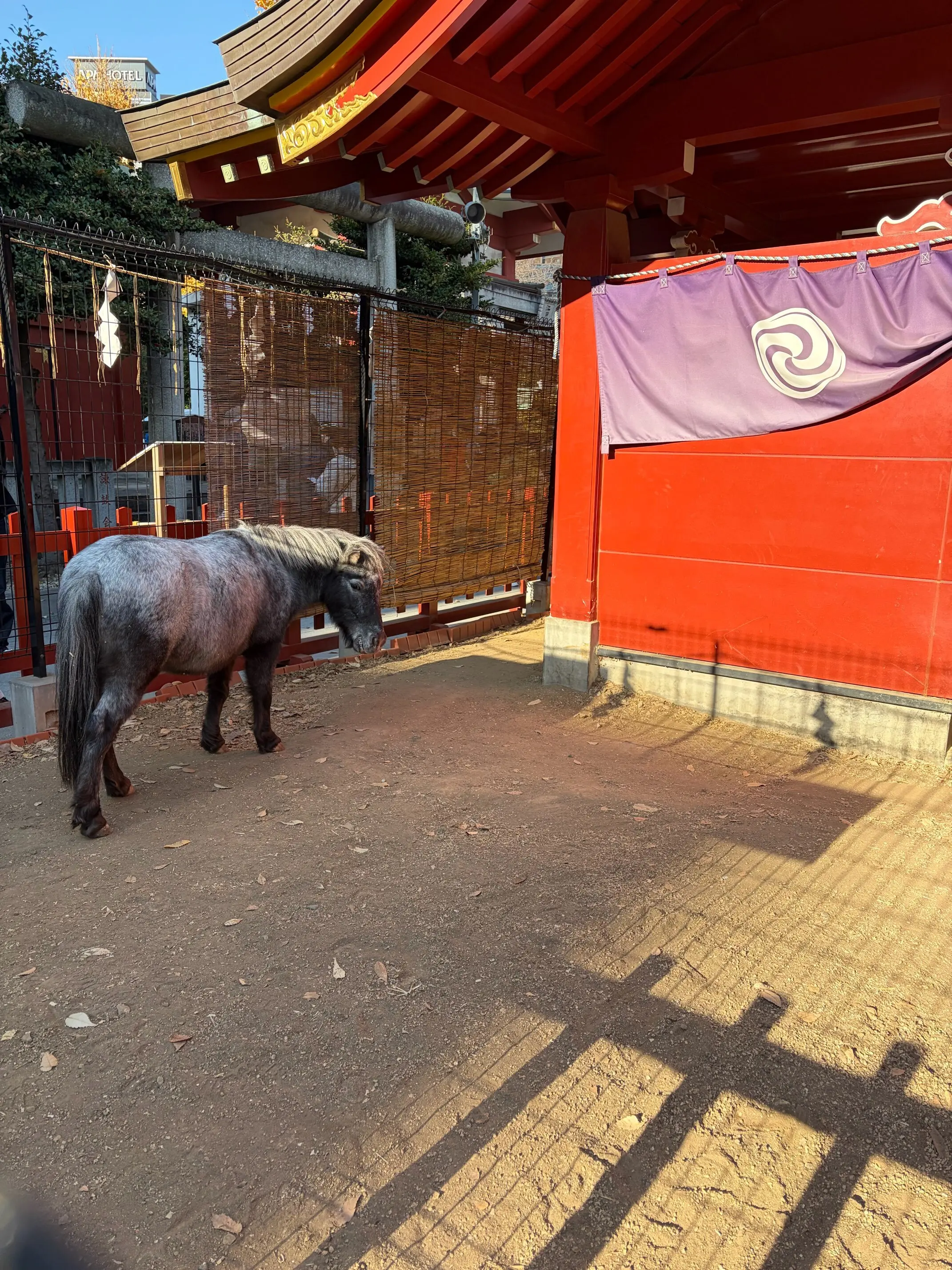 午年　神社　御朱印　神田明神　神馬　あかりちゃん　EDOKKO CAFÉ MASU MASU 枡カフェ　うまくいくお守り　あかりちゃんストラップ　午にまつわる神社　散歩　東京さんぽ　jマダム おでかけ　午年グッズ　干支グッズ