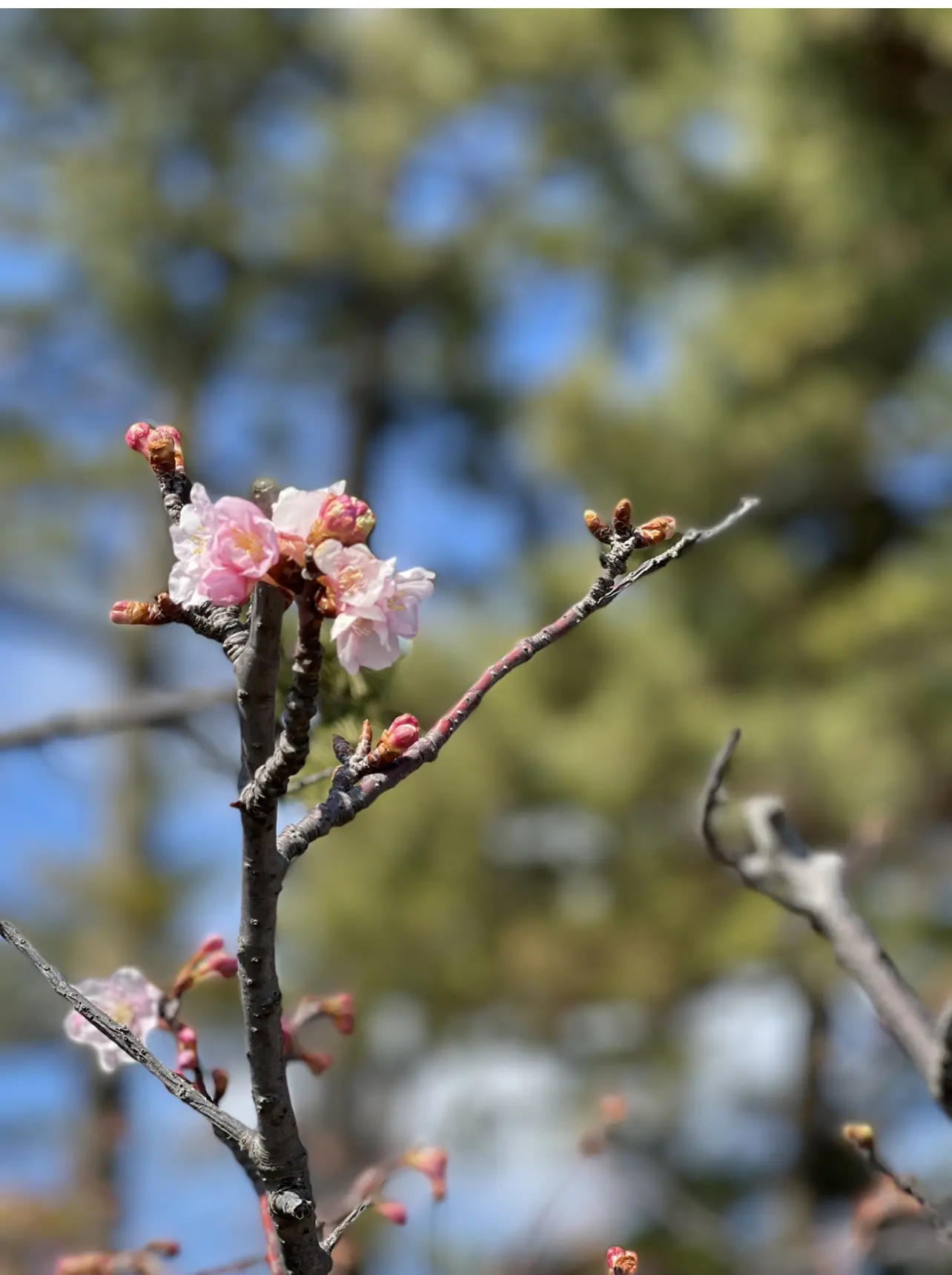 桜色の季節がやってきました。_1_1-1