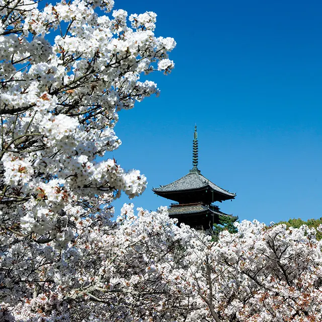 仁和寺の春は、五重塔と白い御室桜の共演が魅力