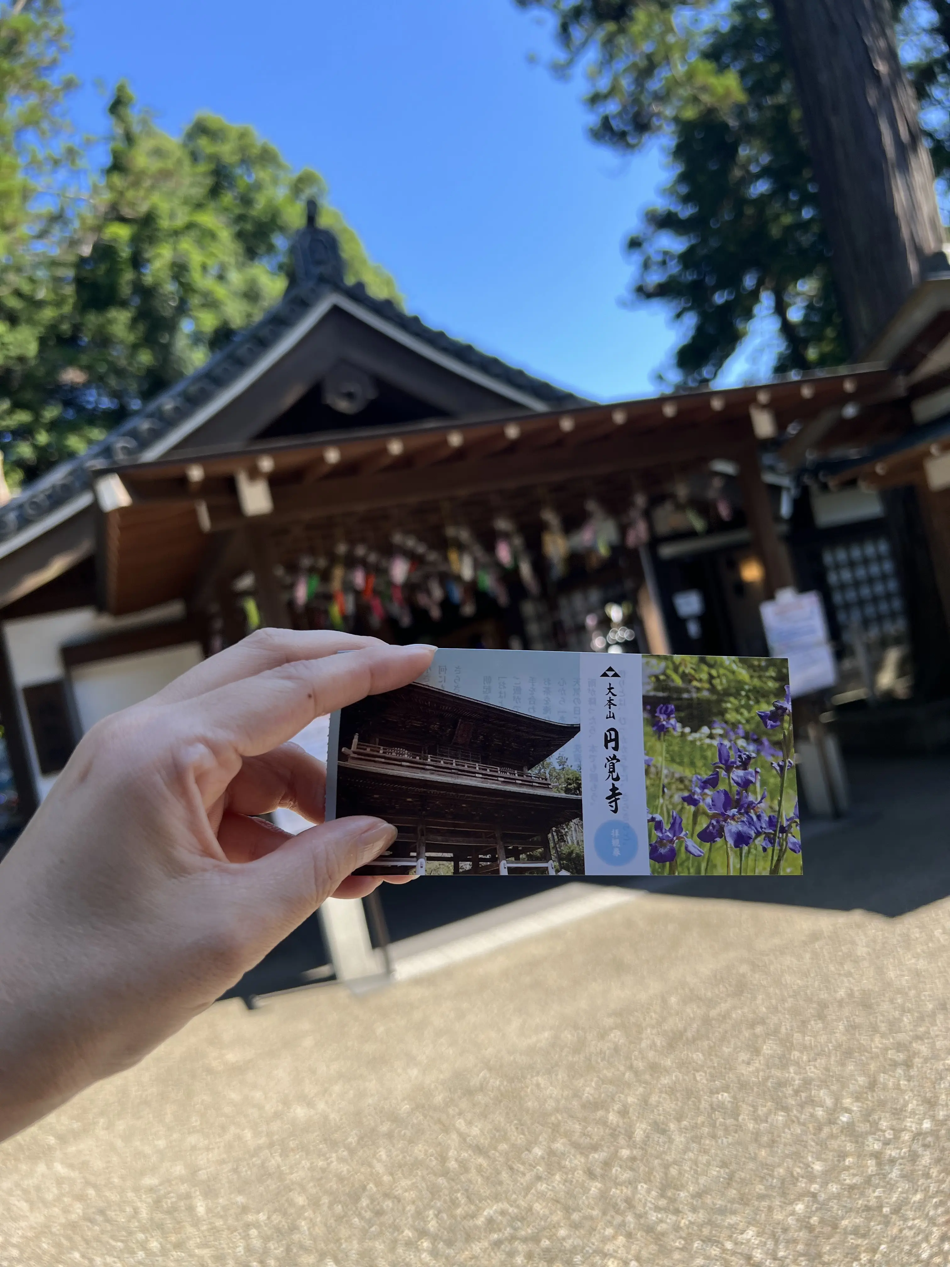 鎌倉円覚寺の風鈴棚に癒される夏🎐_1_4