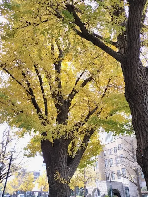 見納め紅葉～中華街から横浜街歩き_1_11