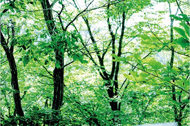 山の家は本当に山の中にあって、まわりに緑し かないのです。