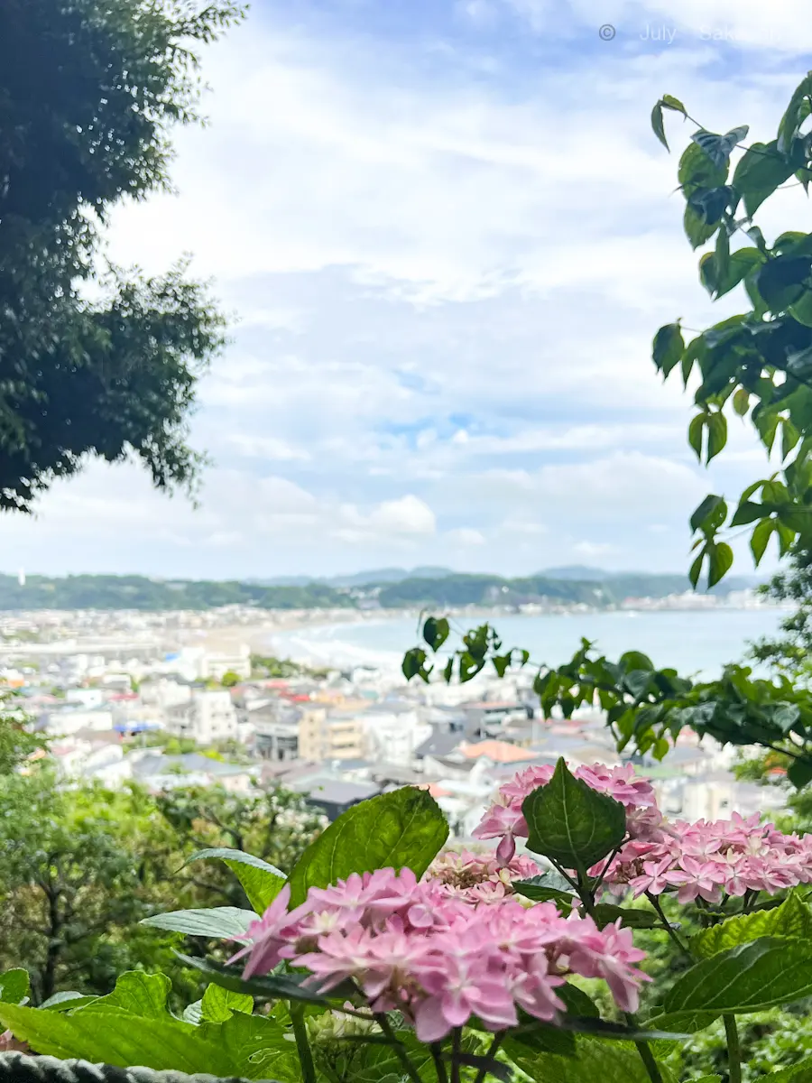 【鎌倉の紫陽花】2025.5.25撮影_1_3