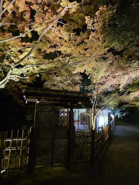 栗林公園ライトアップ_1_5