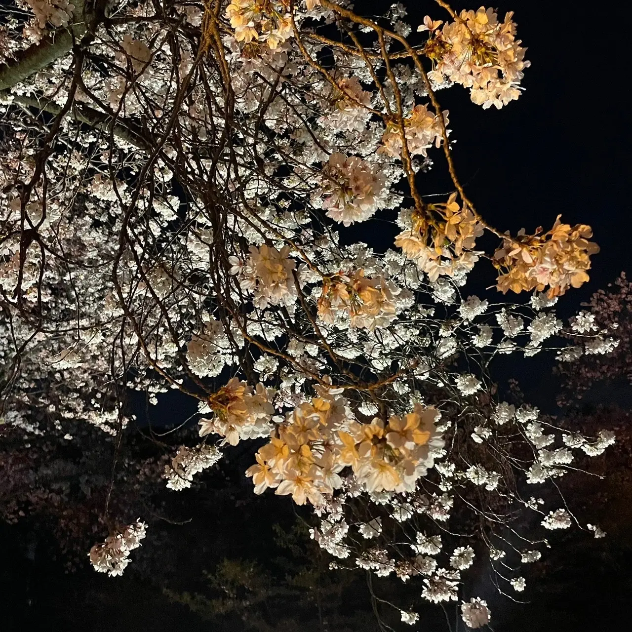 期間限定 ライトアップ夜桜　～幻想の世界～　新宿御苑×NAKID_1_7-3
