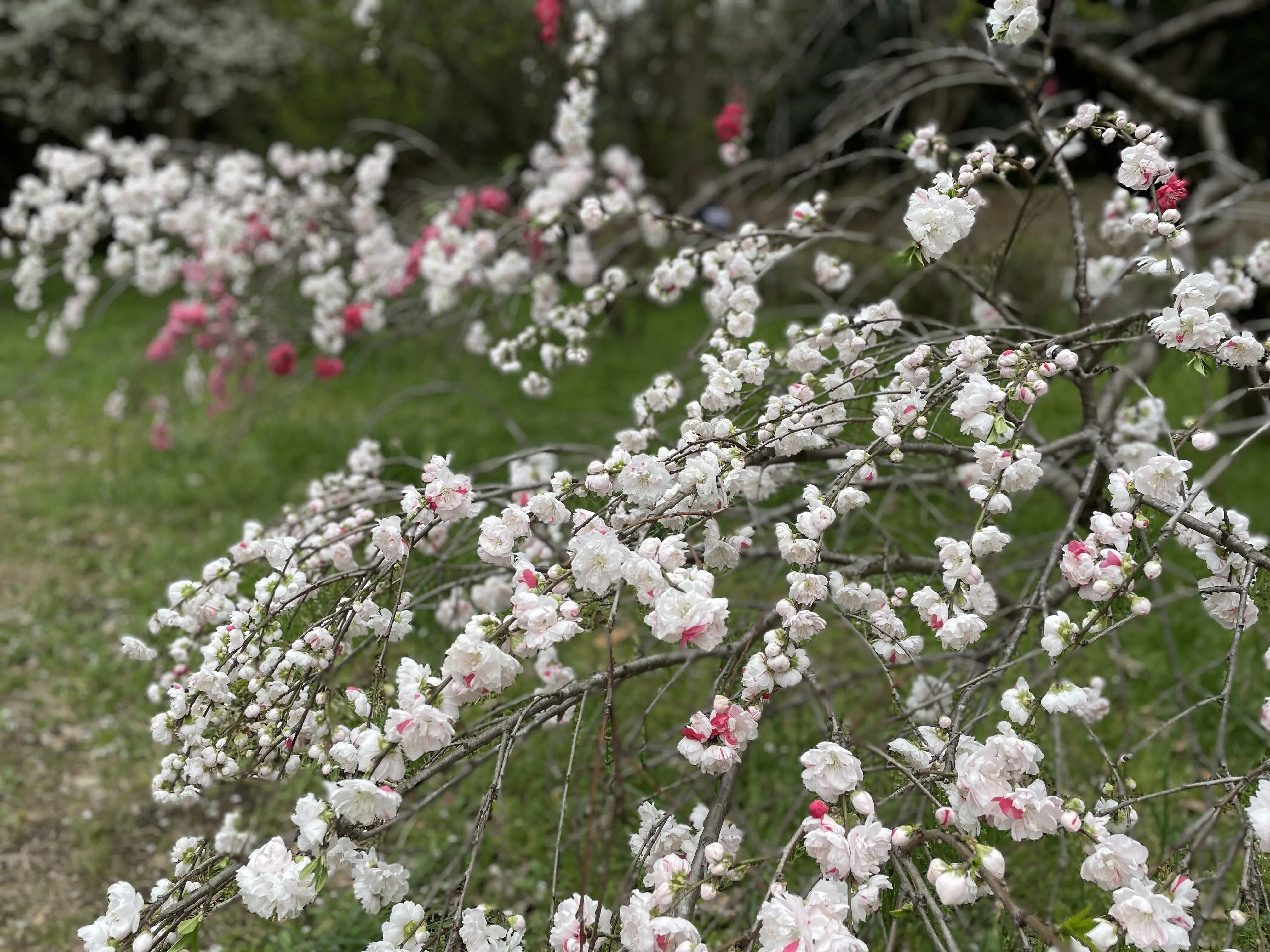 桜満開の大波｢砧公園｣♡｢五感に触れる｣素敵カフェにて_1_4-1