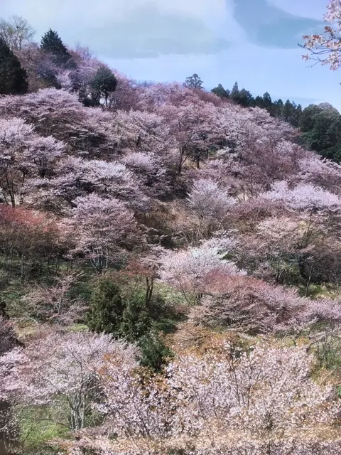 奈良吉野の千本桜と西宮夙川公園の桜♪_1_1