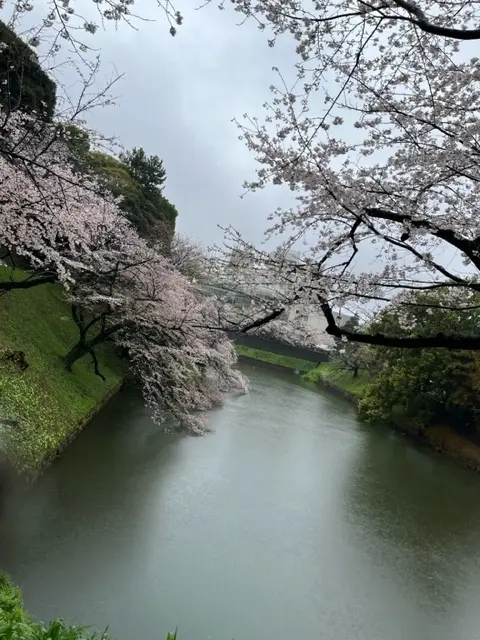 雨の中の桜_1_1-1