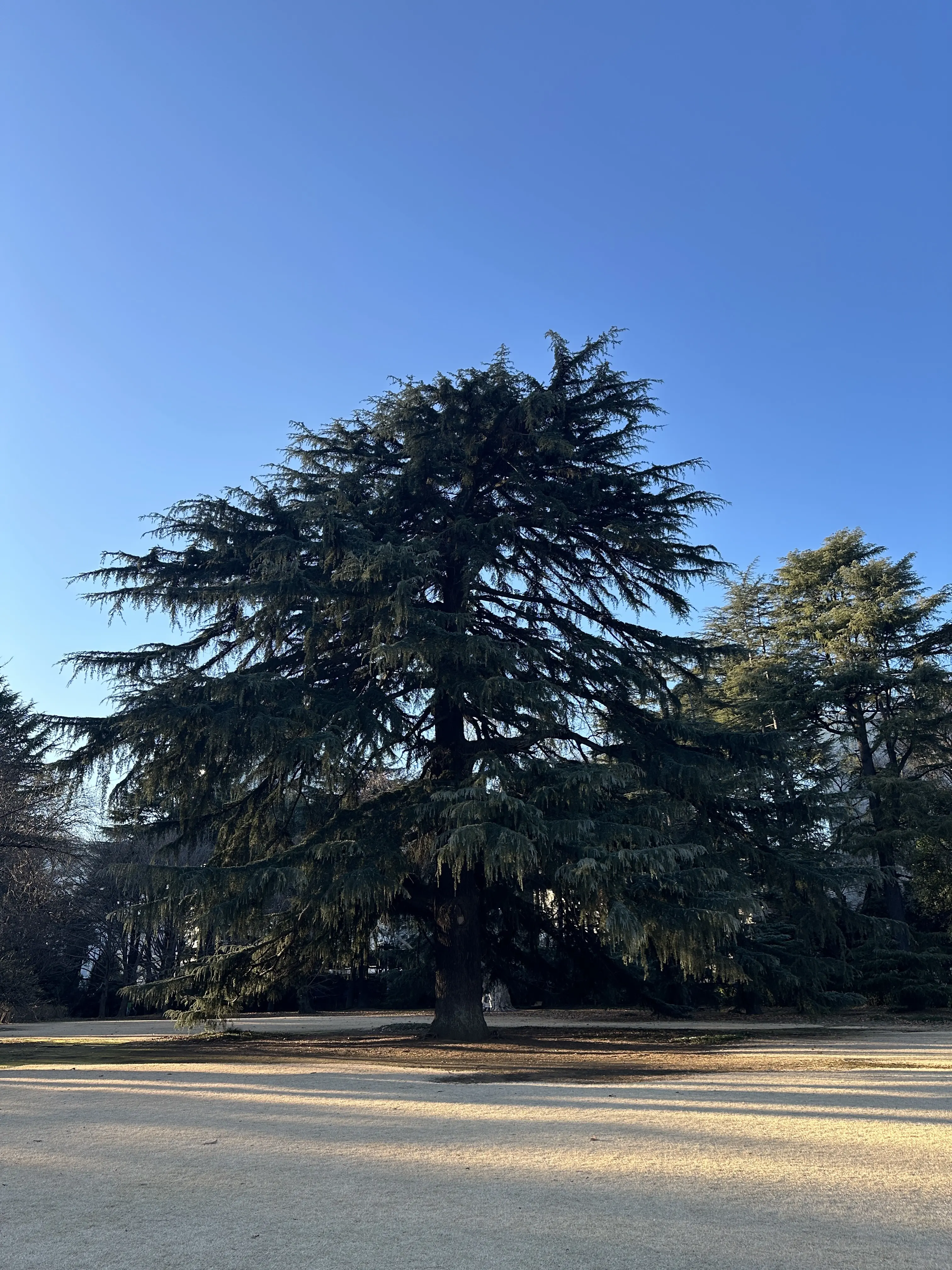 新宿御苑　散策　都内　新宿　自然　花