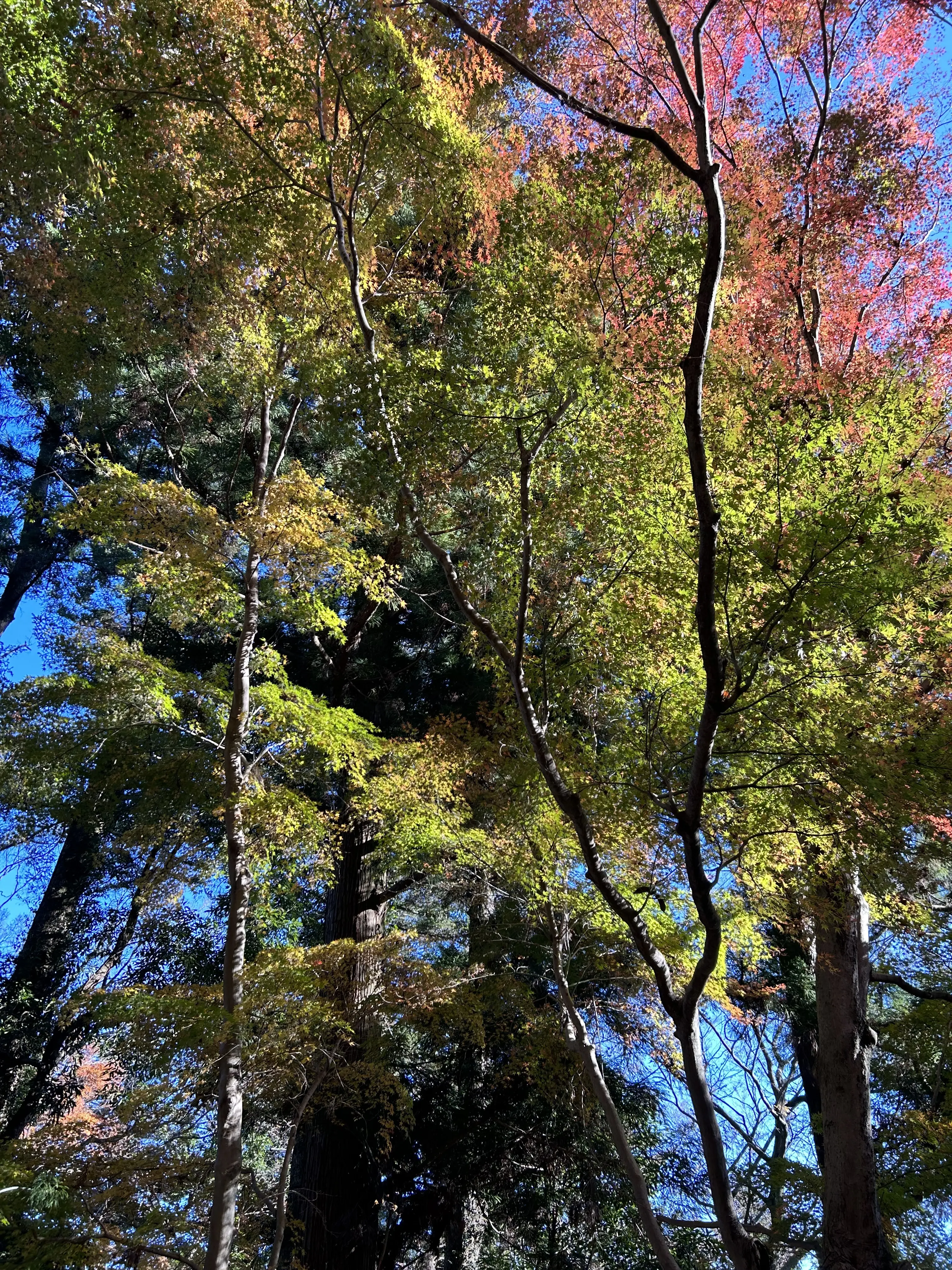 世界一の登山者数を誇る「高尾山」登山☆_1_12