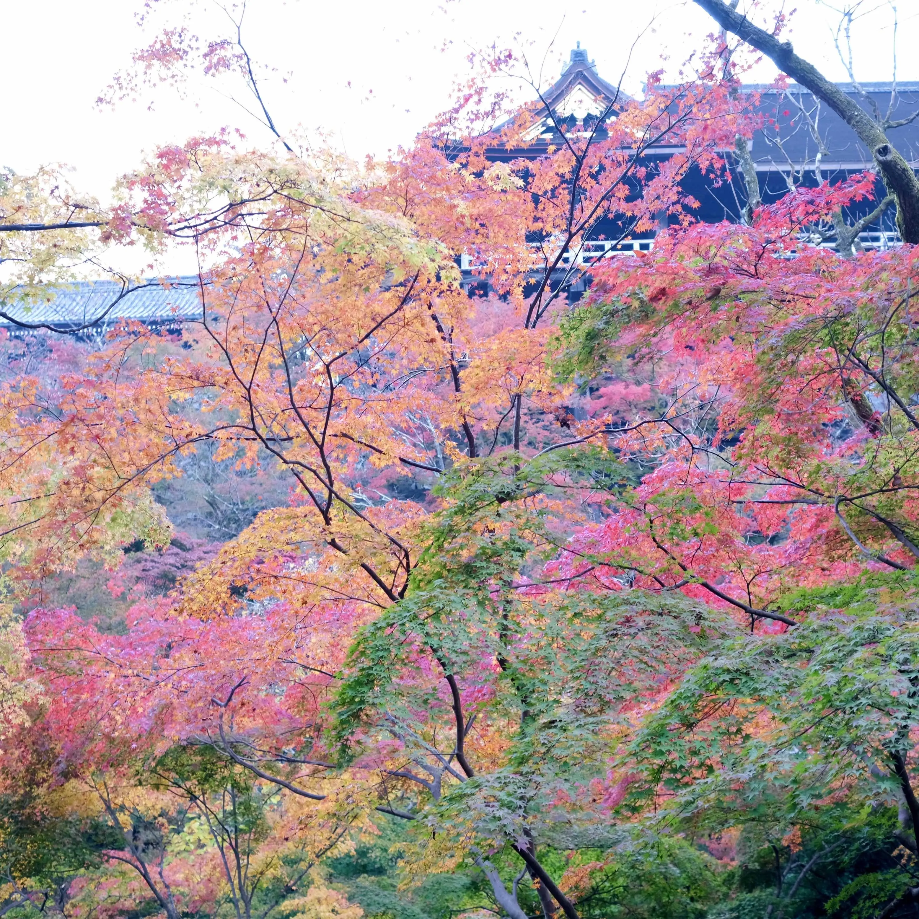京都「清水寺」本堂下から見上げた景色