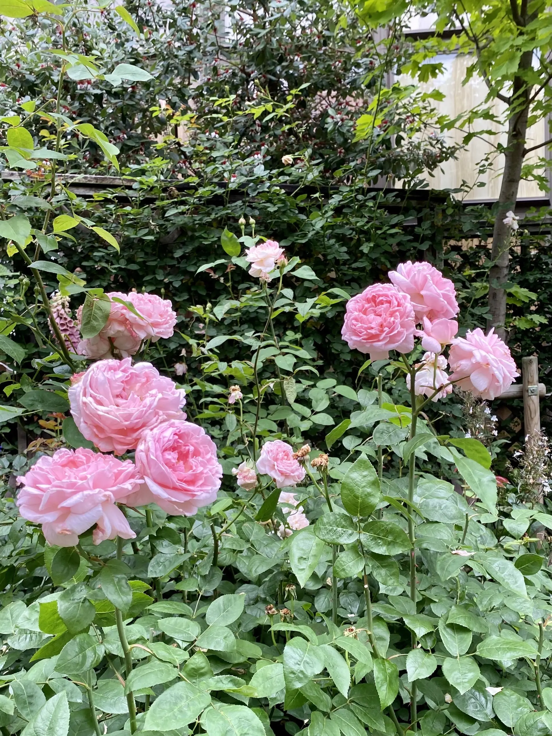 玉川高島屋ローズガーデンの薔薇