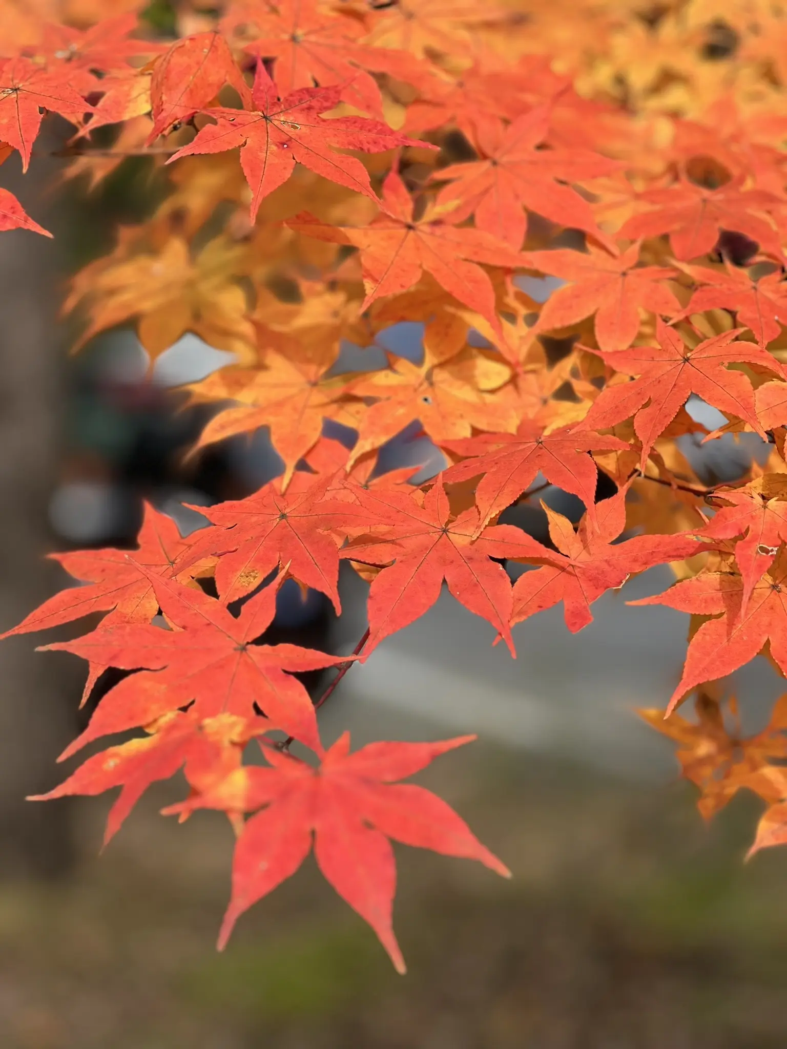 浅間牧場　紅葉