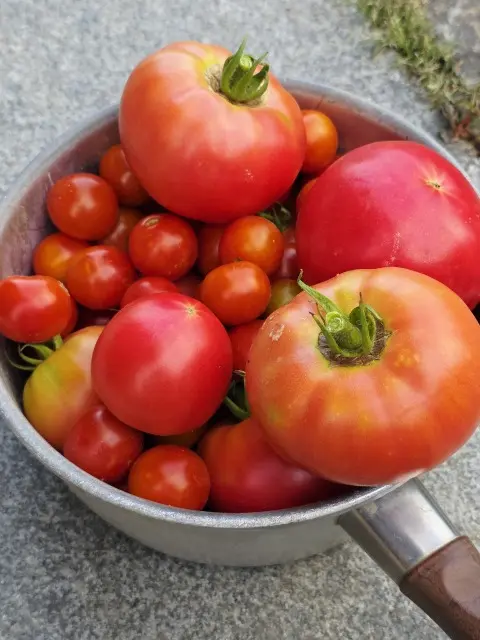 最近のお野菜たち_1_2
