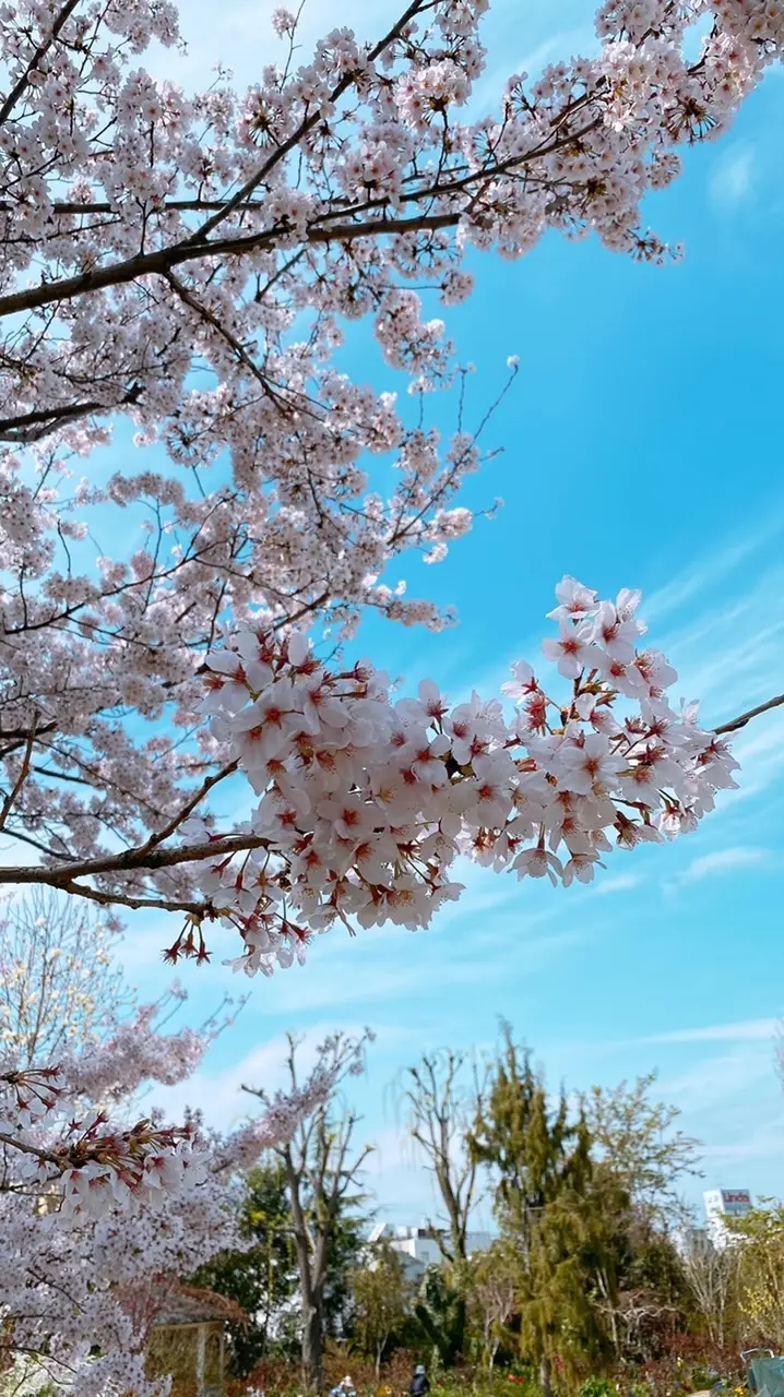 横浜イングリッシュガーデン園内の桜