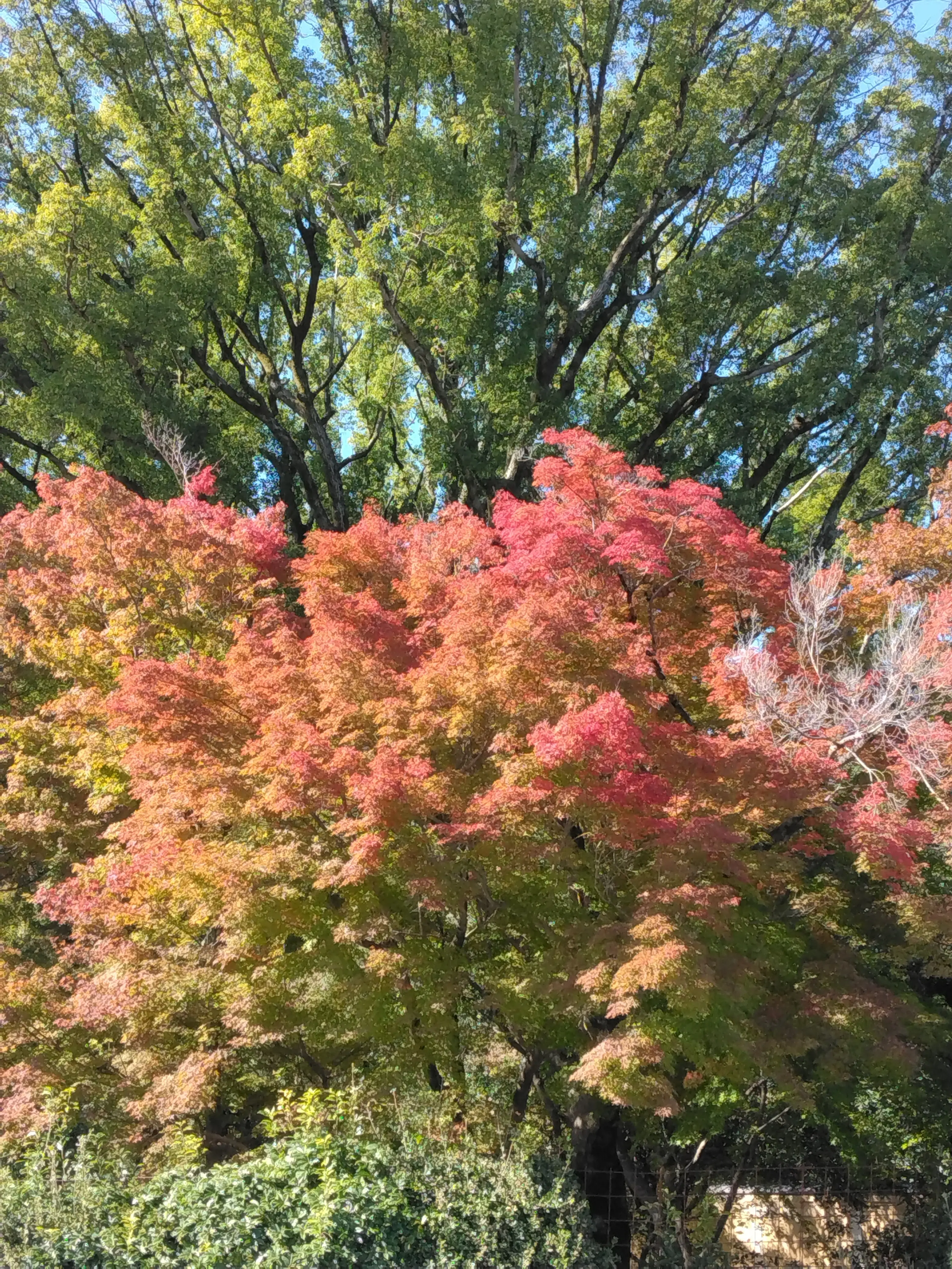 京都　紅葉