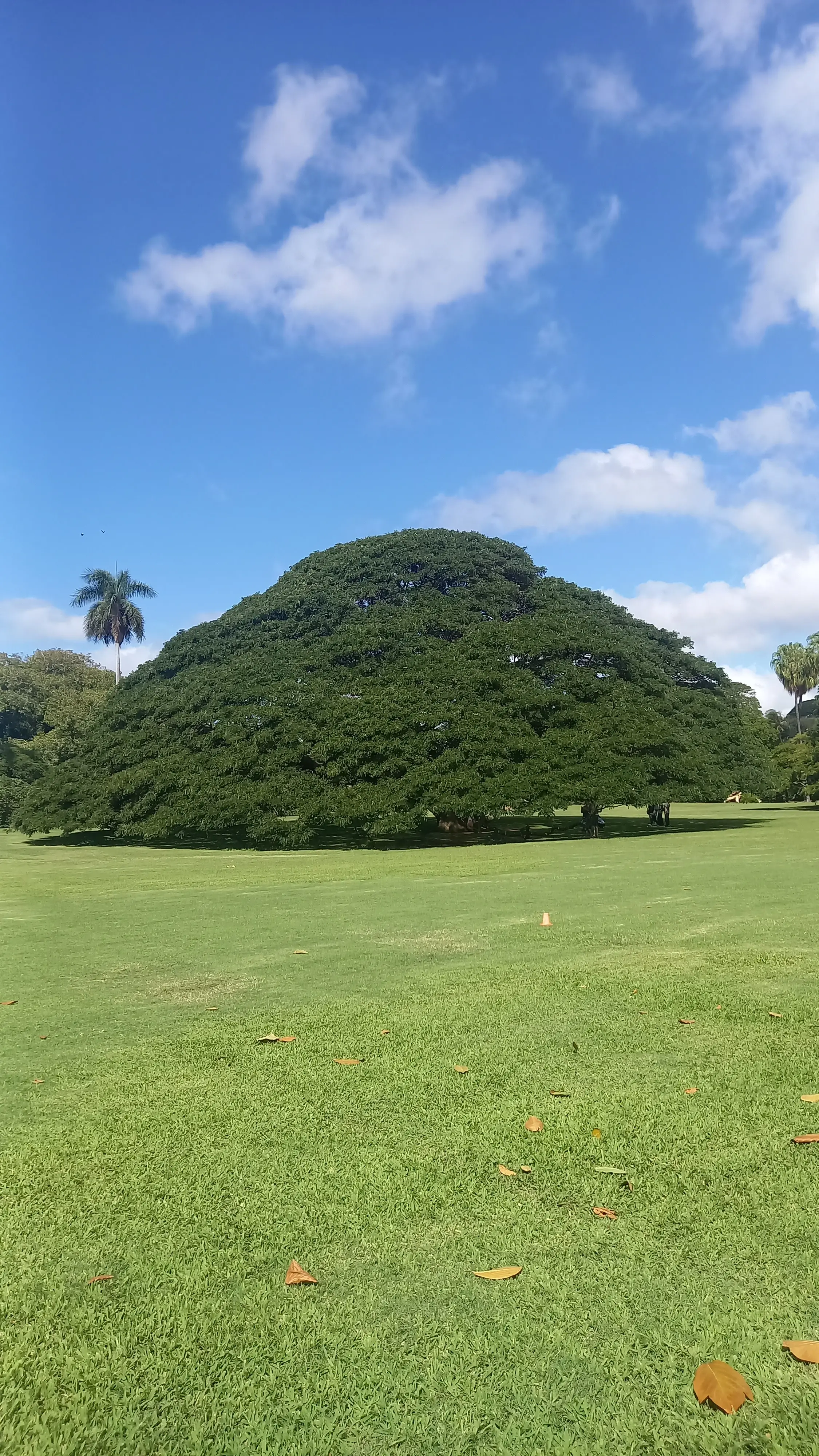 【Hawaii 2025】お出かけスポット色々♡山・海・お土産_1_5-1
