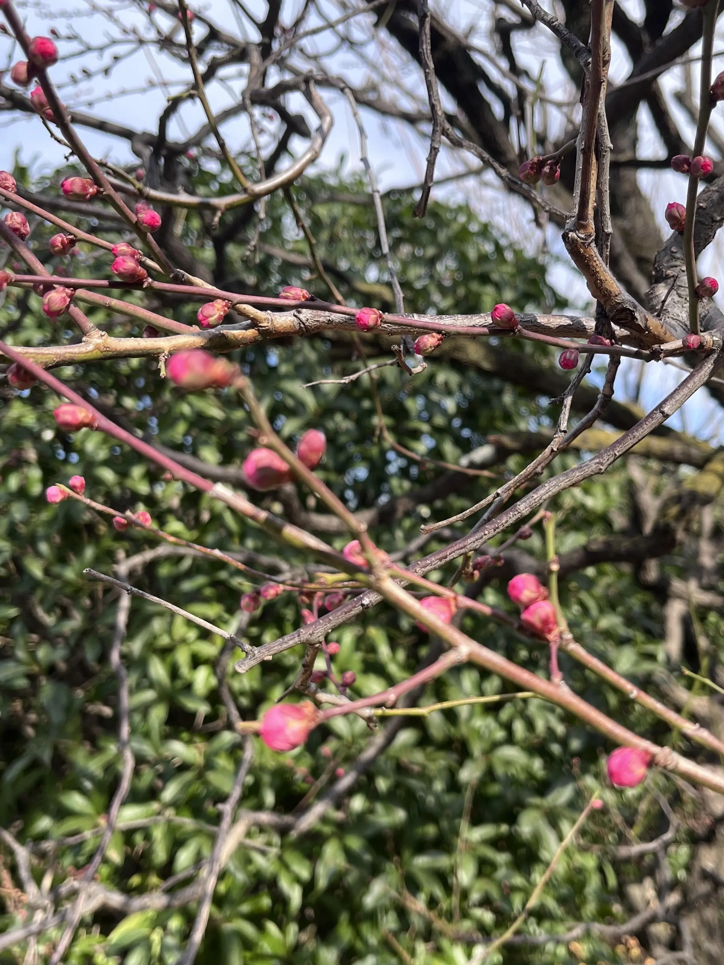 らくらくスニーカーで目白界隈1人散歩_1_11