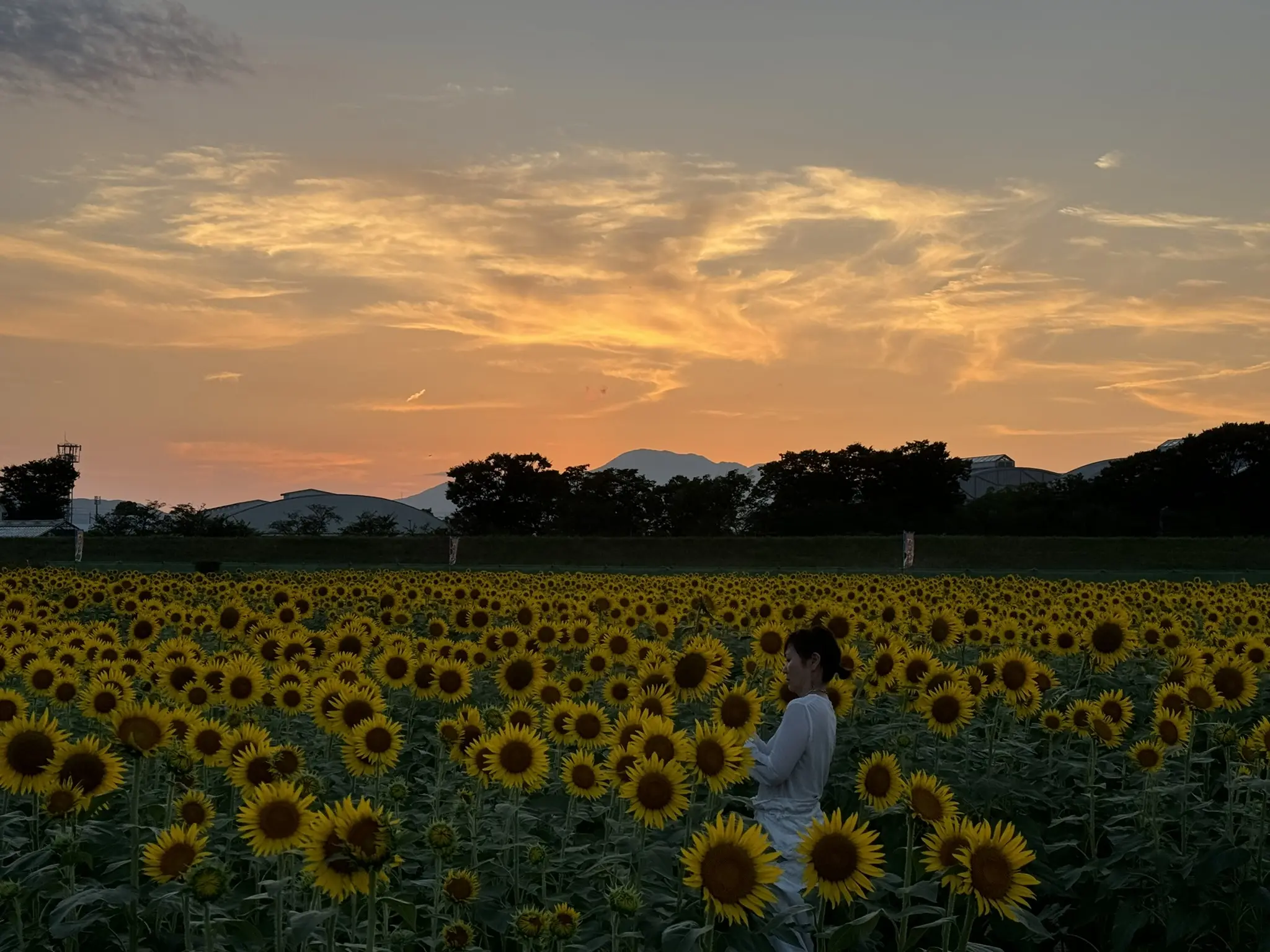 ひぐらし、夕暮れ、満開のひまわり♡_1_5