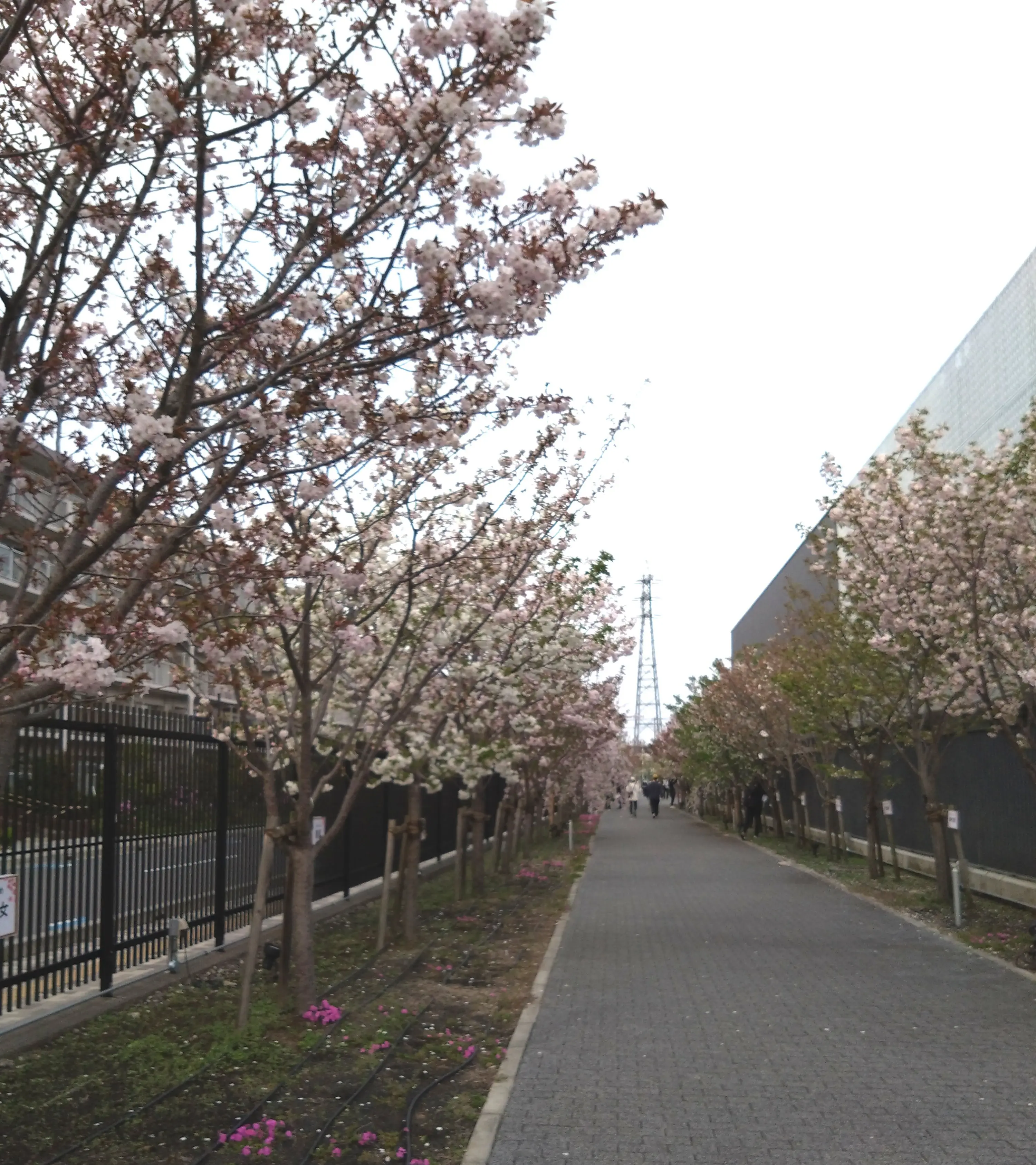 桜のさんぽ道