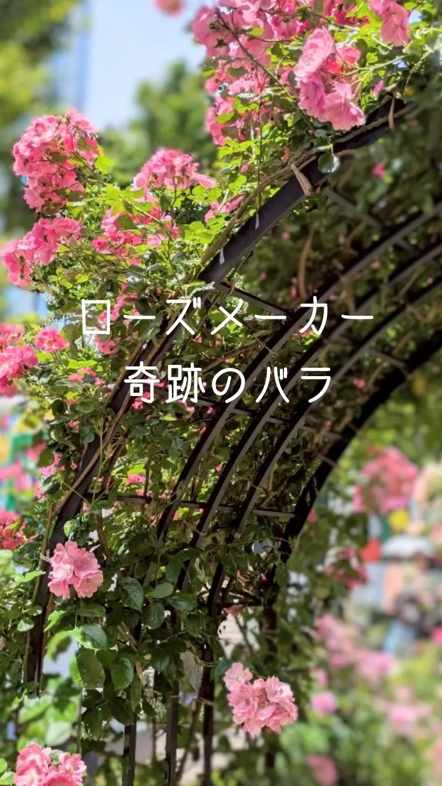 ローズメーカー　奇跡のバラ