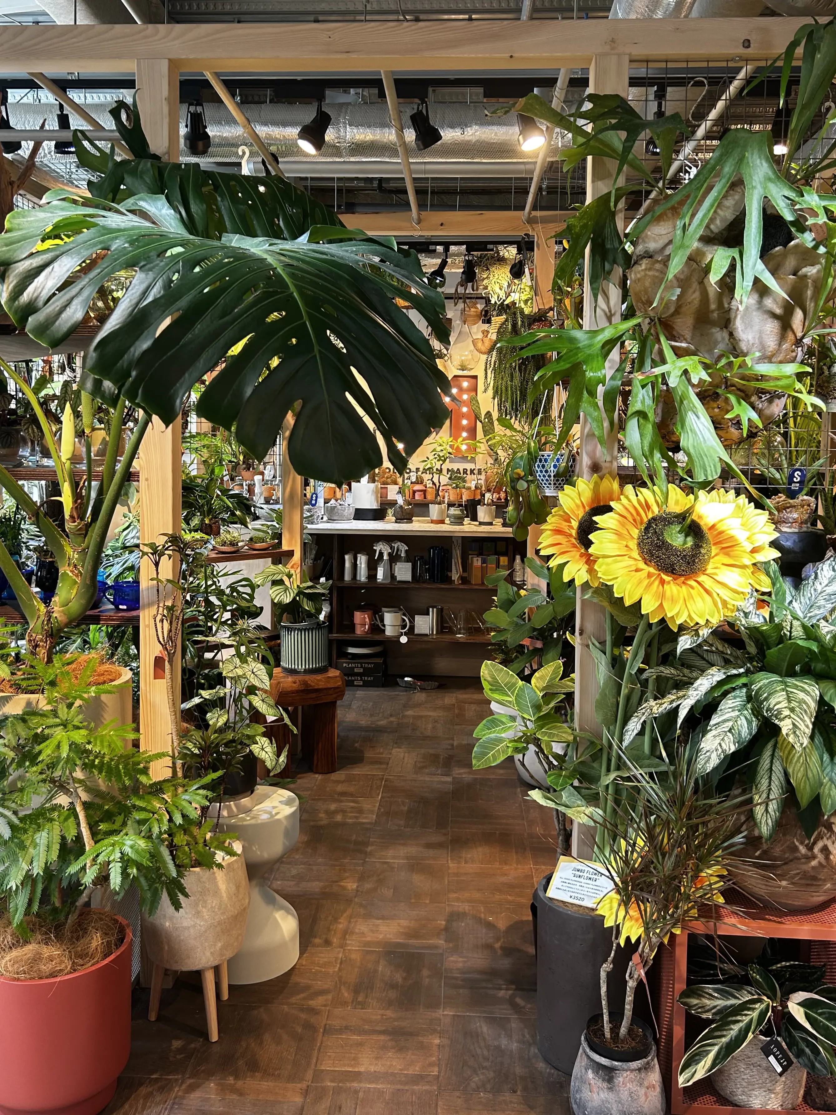 湘南 T-SITE 蔦屋書店 solso farm market 観葉植物