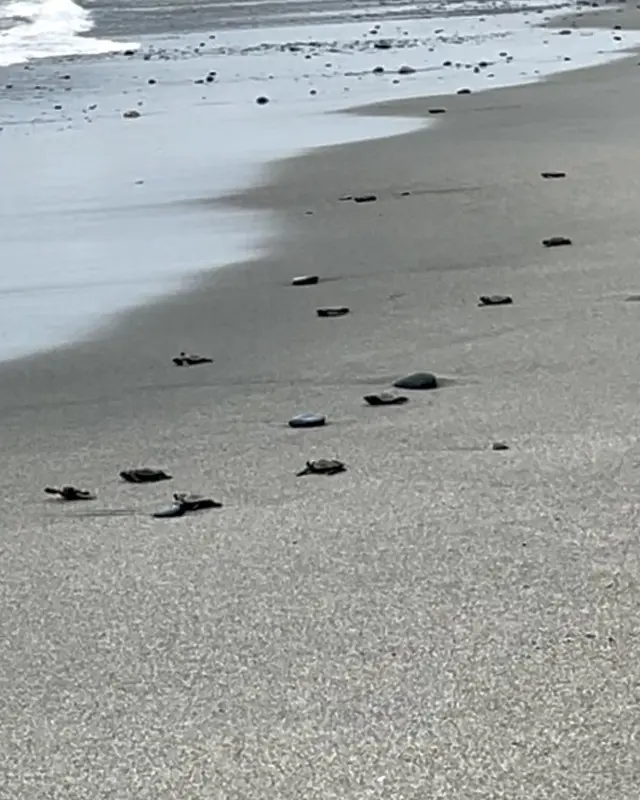 ウミガメ放流