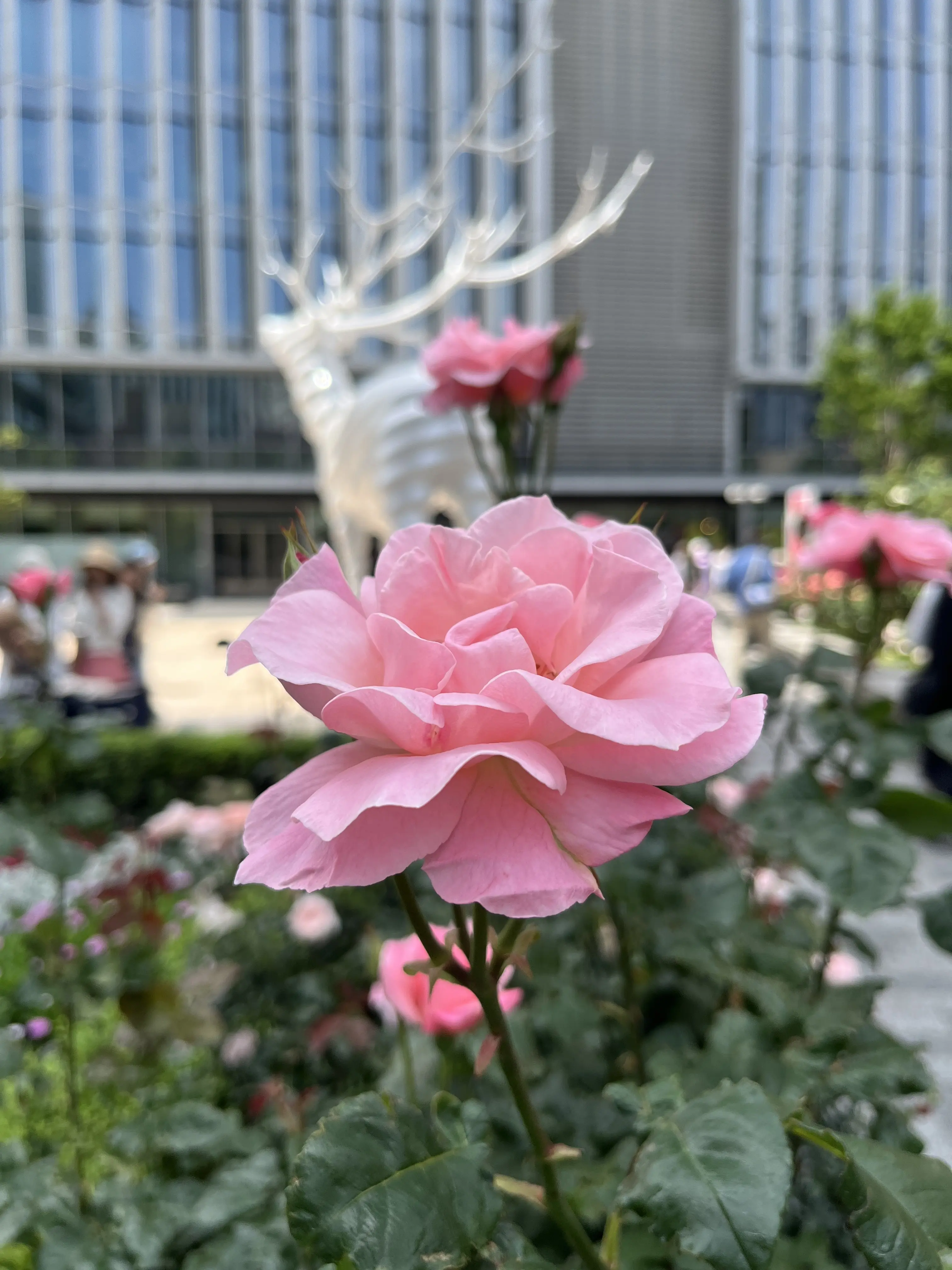 最近の〝花活〟_1_17