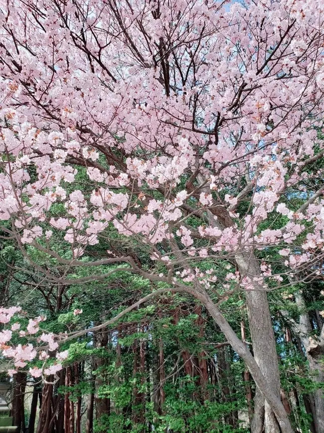 フェリーで日本一周の夫婦旅♪　仙台～北海道編_1_10