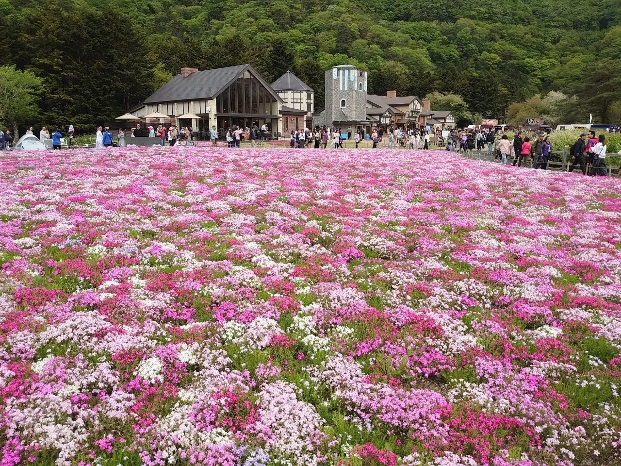 富士芝桜まつり