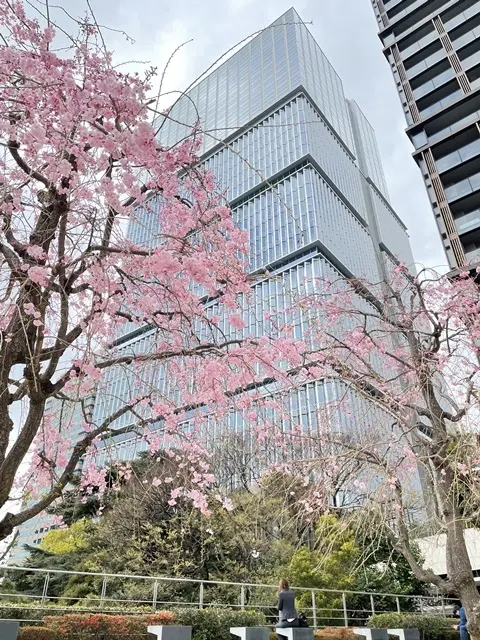 紀尾井町ガーデンテラスの裏にある枝垂桜