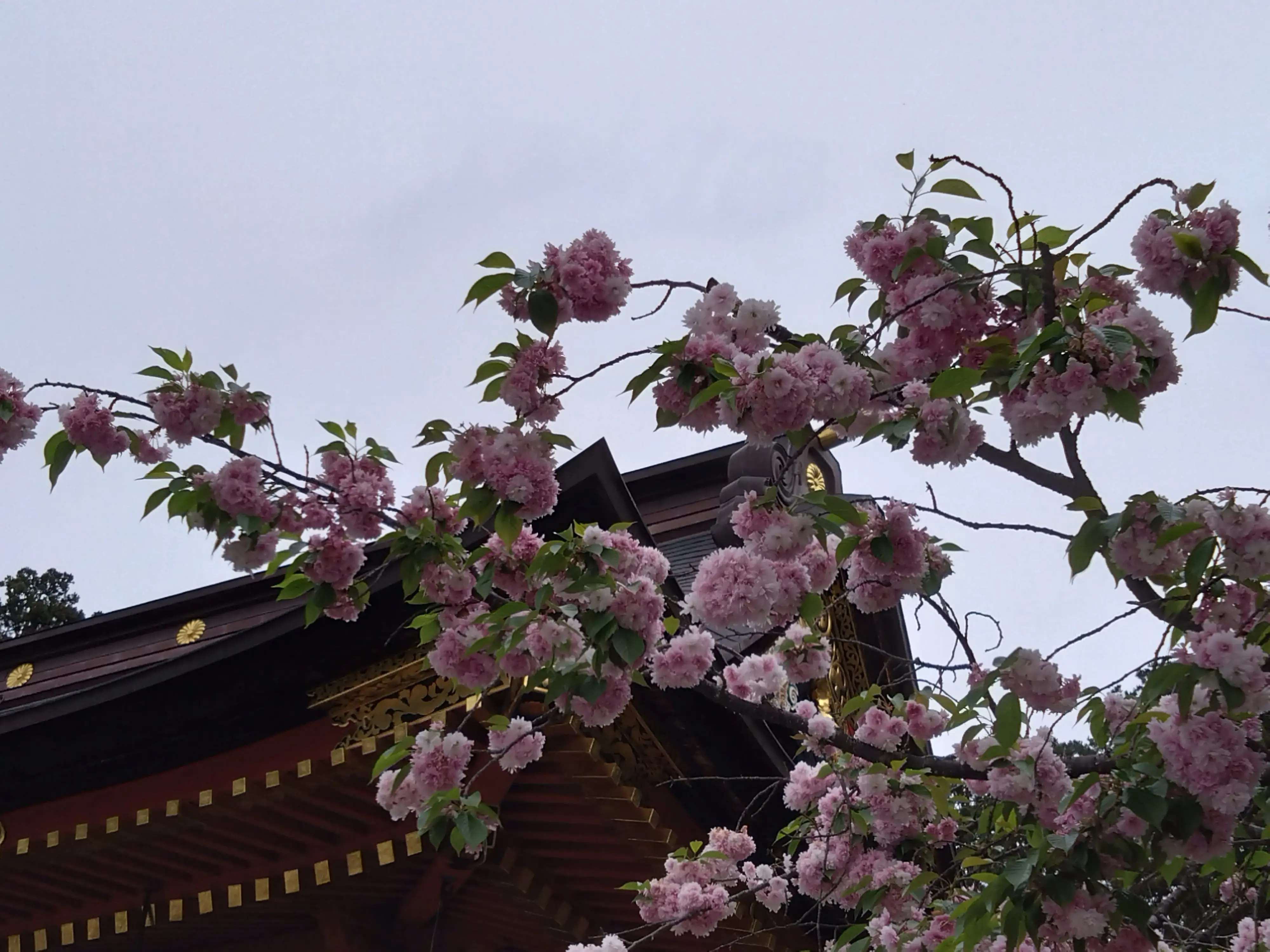 鹽竈桜