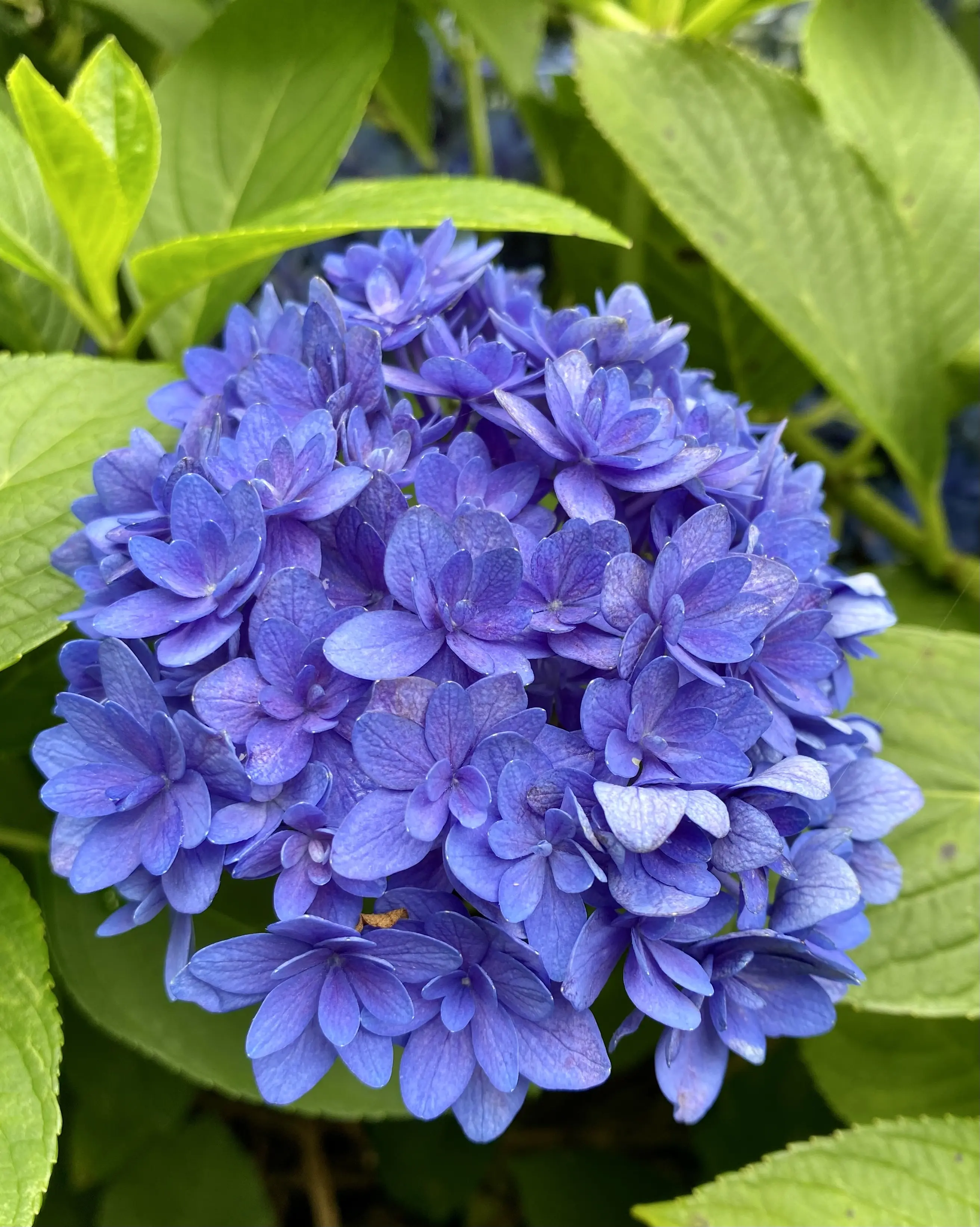八重の花の紫陽花