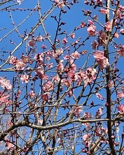 家康ゆかりの地、岡崎。_1_2-1