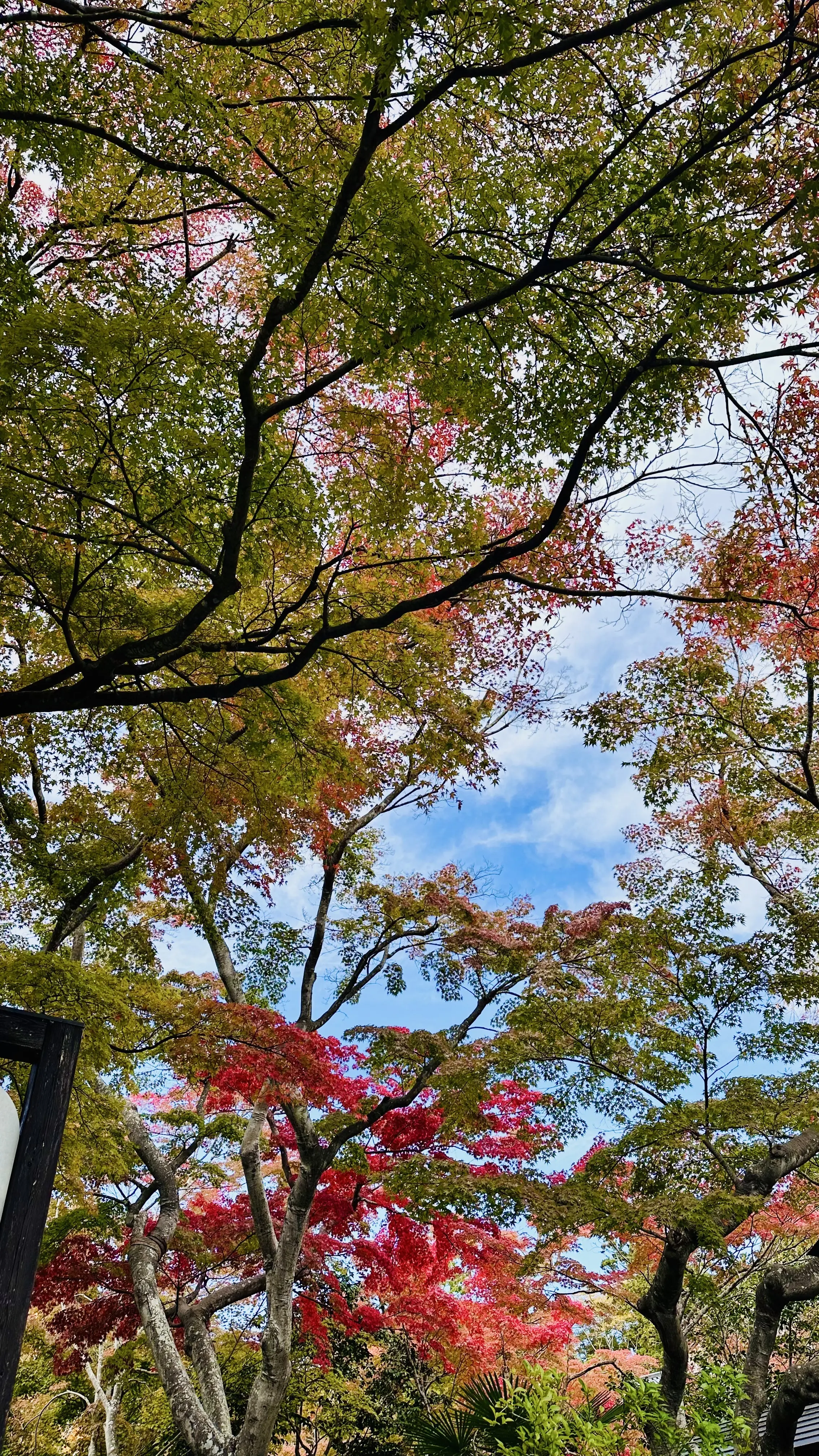 【秋の仙台旅行】「宮島」と「瑞巌寺」で鷹匠🦅にチャレンジ_1_15