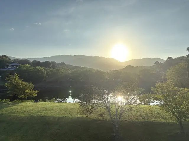 極上の奈良の朝、神秘的な光景。_1_6