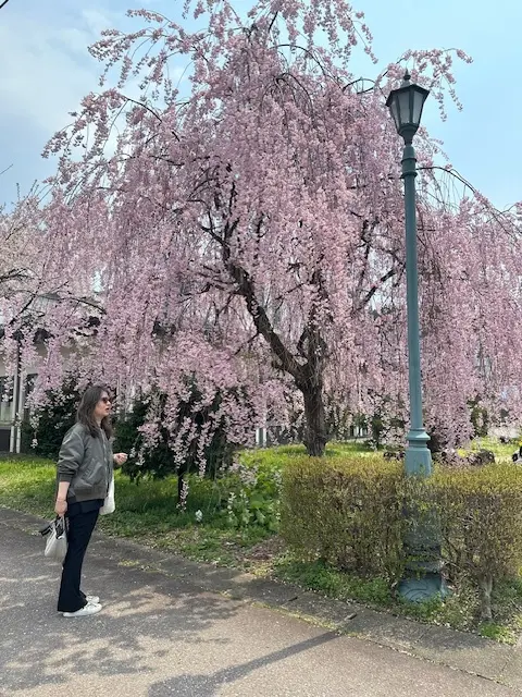 国内旅行 秋田 秋田旅行 角館 大曲 秋田犬 花火大会 武家屋敷 秋田土産 秋田銘菓 比内地鶏 羽田空港 秋田空港 日本酒 地酒 地ビール 桜 花見 もろこし 日本三大花火 秋田駅