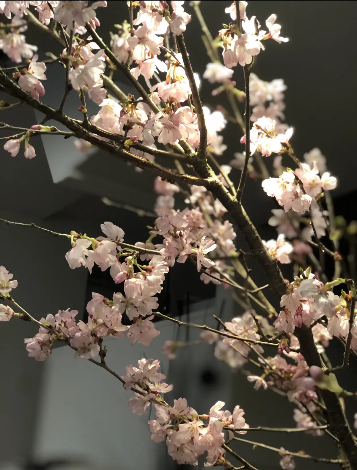 「春は、あげもの」有元葉子さんのレシピでおこもり花見_1_4-2
