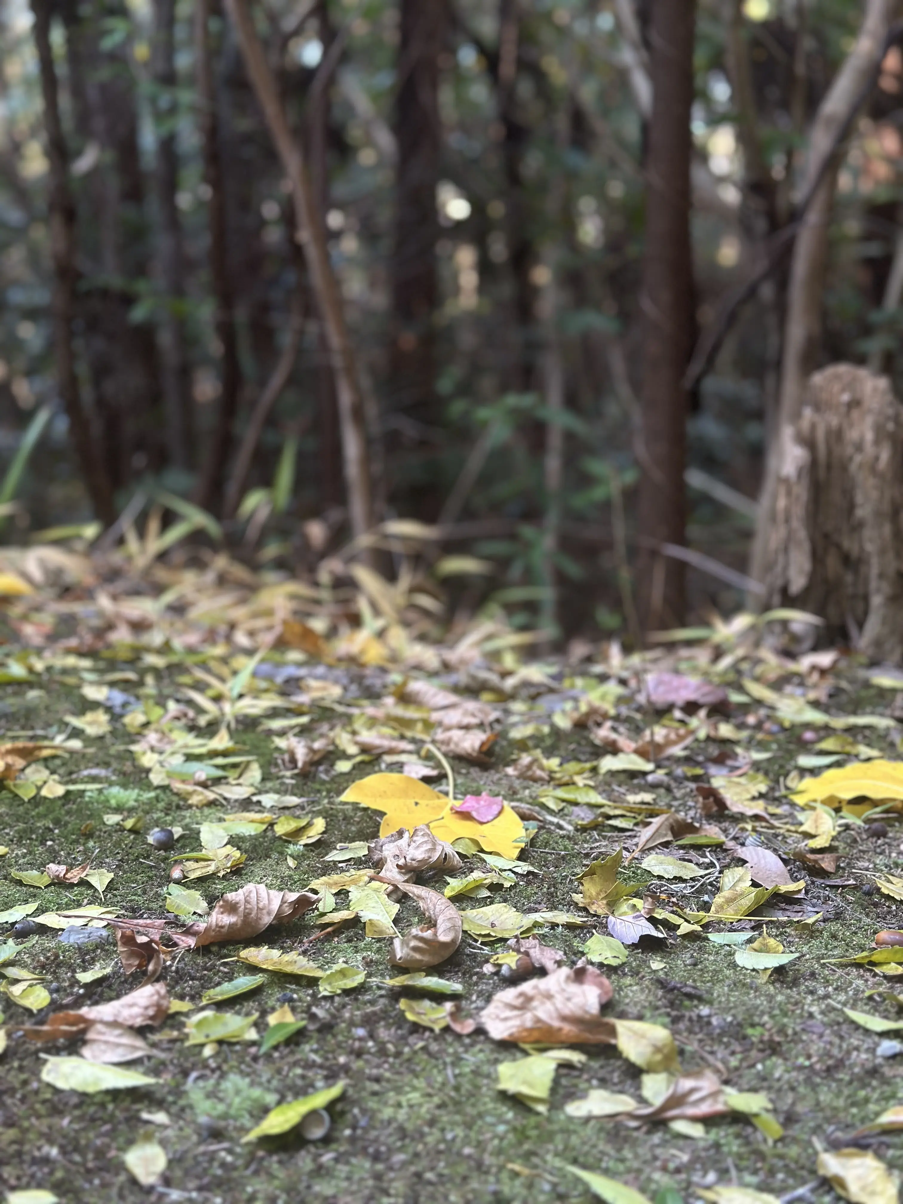 秋の好日、紅葉散る前に・・・。_1_5