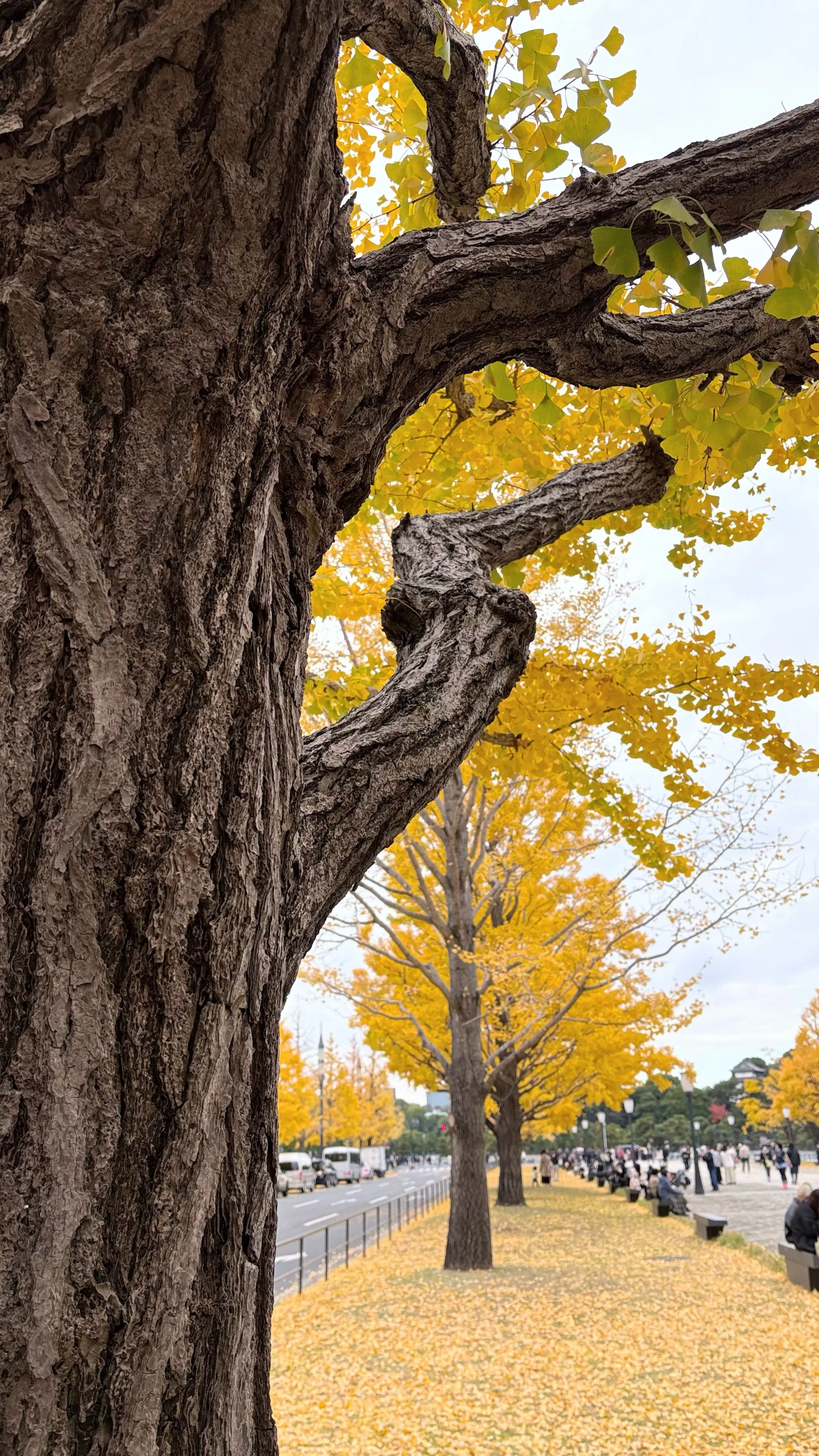 50代GUコーデ＠友人と再会ランチin東京駅_1_13