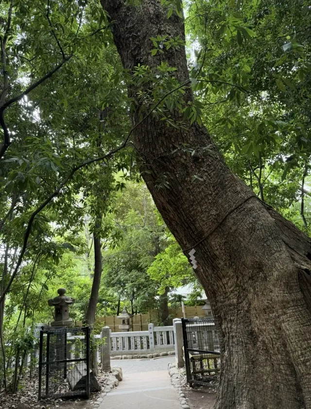 緑に染まる生田の森と赤に染まる生田神社。_1_2