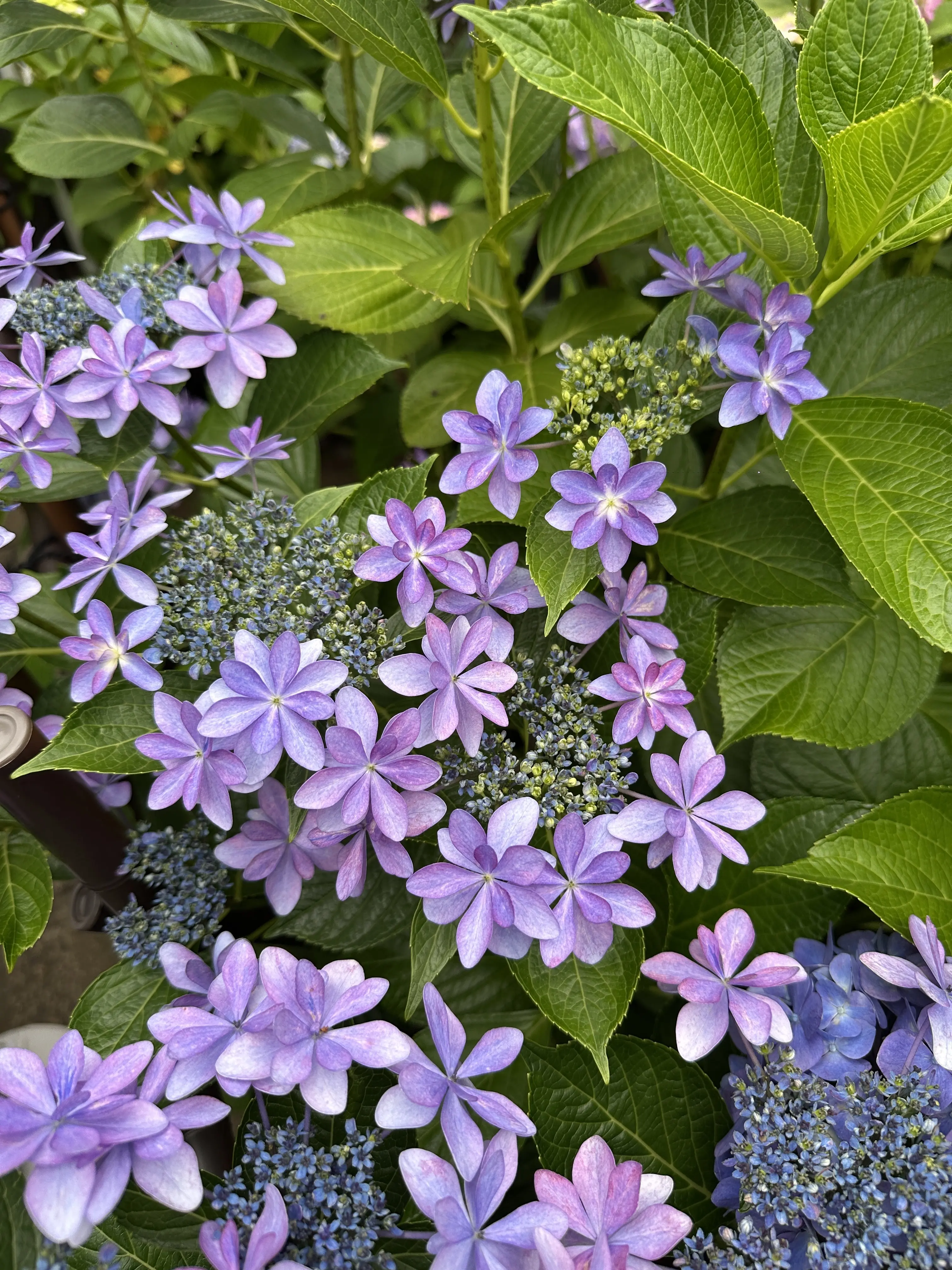 紫陽花