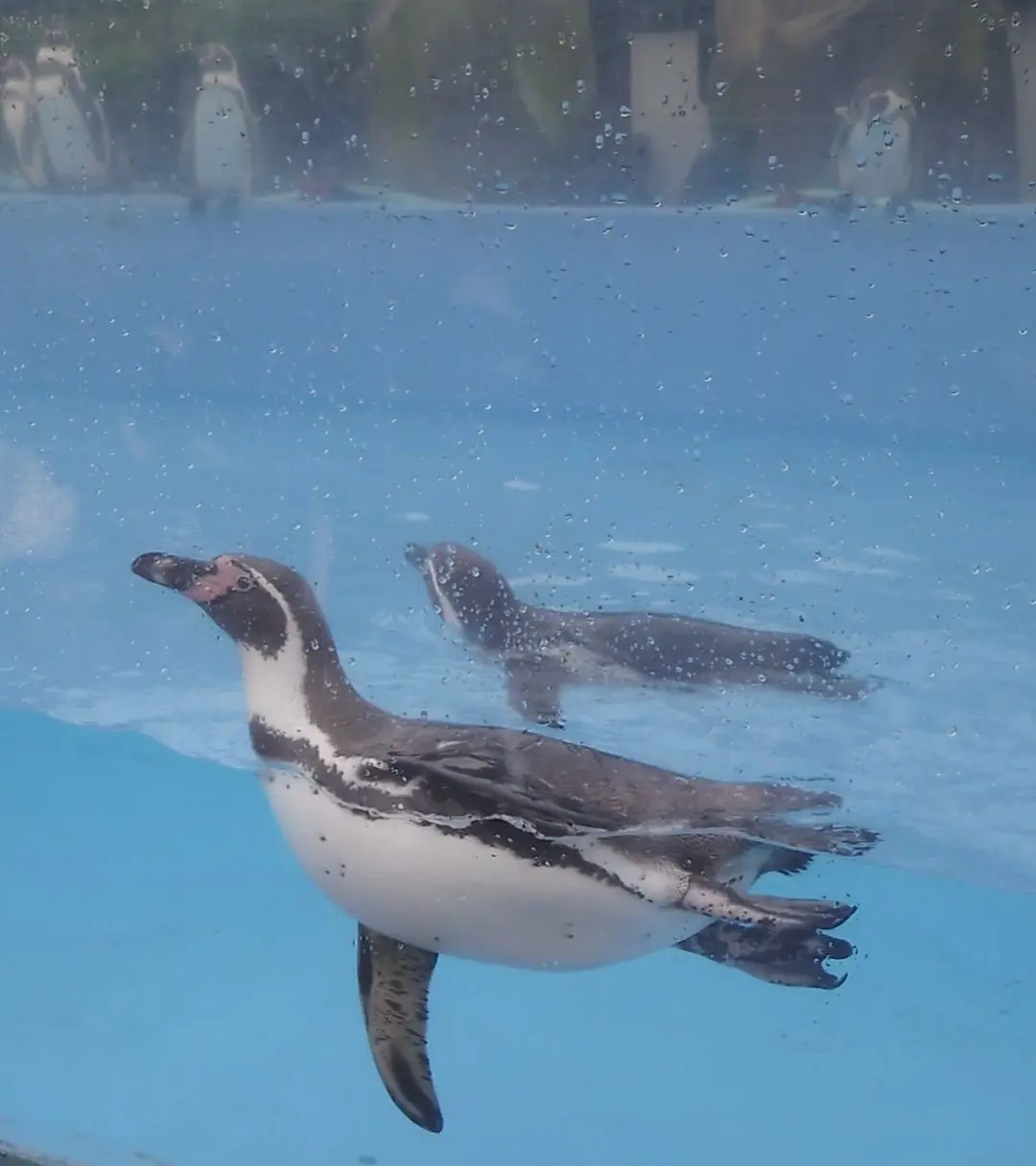 ペンギン