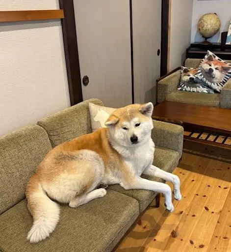 国内旅行　秋田　秋田旅行　角館　大曲　秋田犬　花火大会　武家屋敷　秋田土産　秋田銘菓　
 比内地鶏　羽田空港　秋田空港　日本酒　地酒　地ビール  桜　花見 もろこし　日本三大花火　秋田駅
