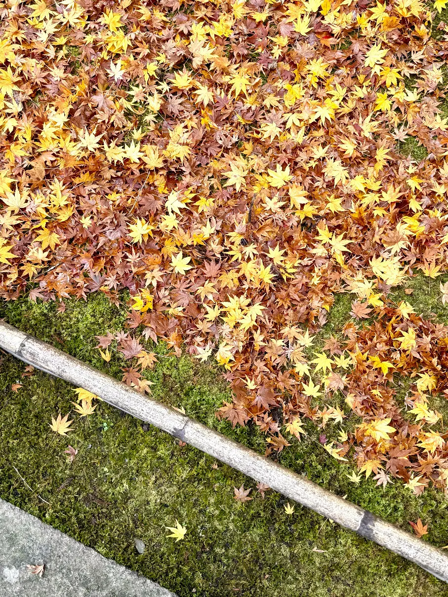 羽織るだけで見た目も気分も華やぐ♪ストールコーディネートで秋のお出かけ_1_17