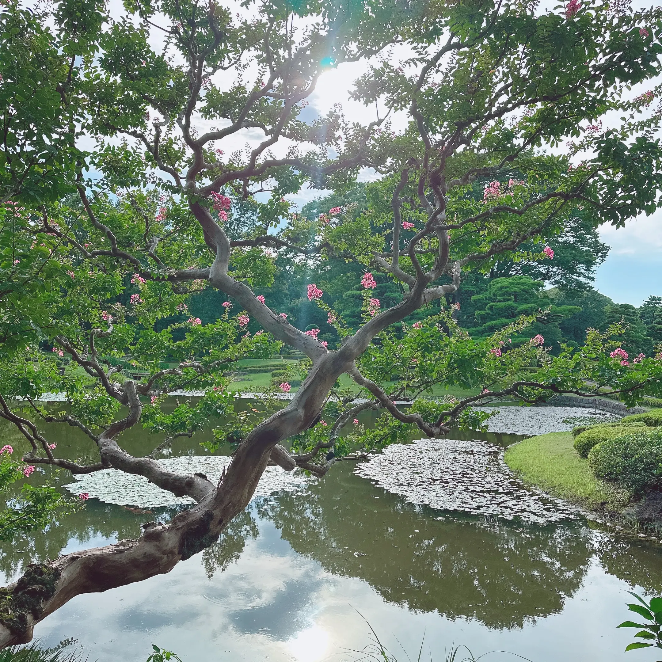 皇居東御苑 二の丸庭園