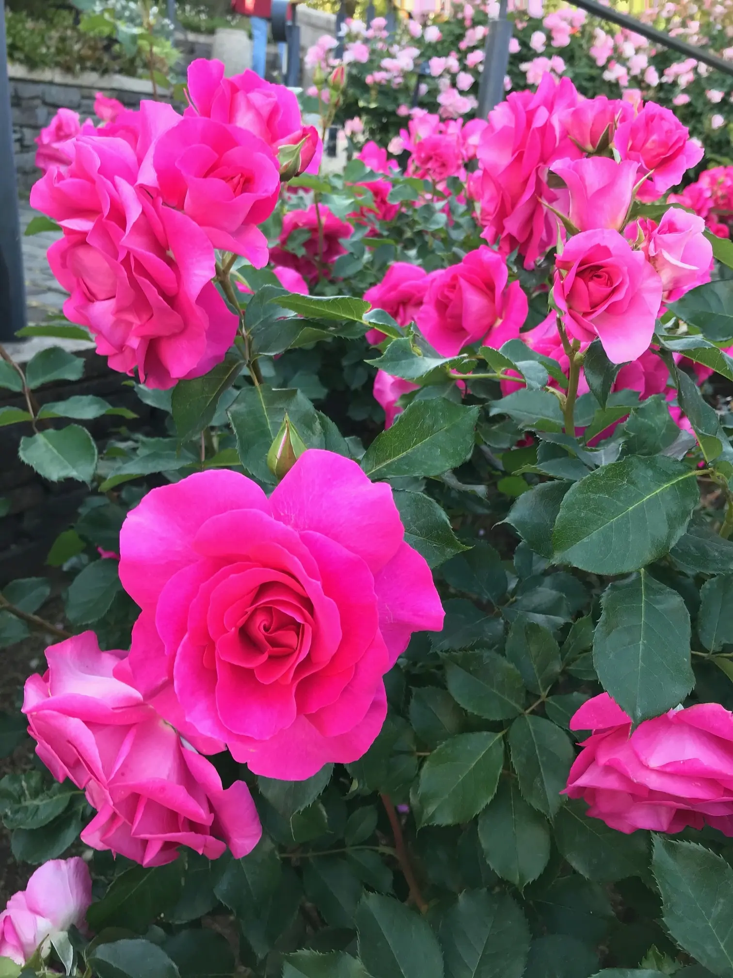 港が見える丘公園☀︎〜英国風庭園◎華やかな薔薇たち_1_1